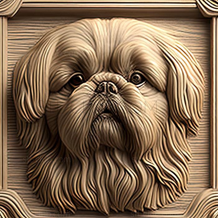 st Pekingese dog